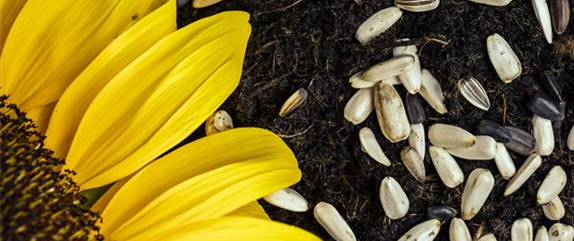SAMENBOMBEN - BLüHENDE üBERRASCHUNG IM GARTEN
