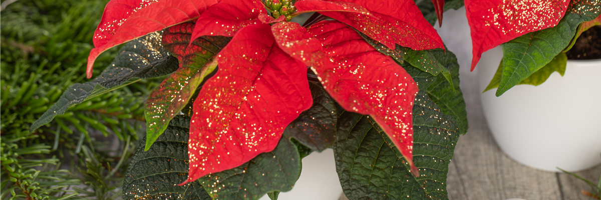 Euphorbia pulcherrima, rot