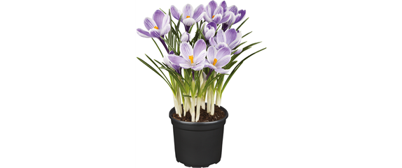 STARTKLAR FüR DEN FRüHLING!