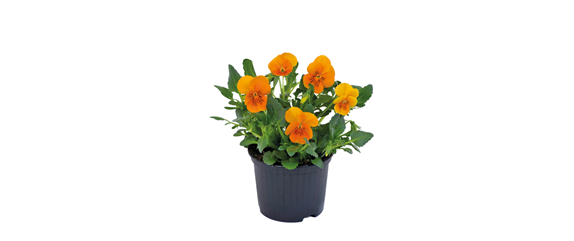 STARTKLAR FüR DEN FRüHLING!