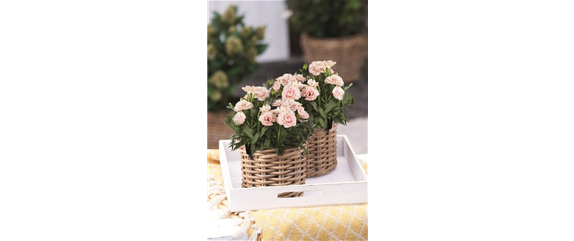 STARTKLAR FüR DEN FRüHLING!