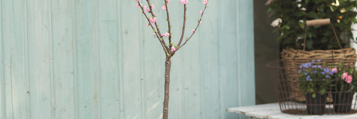 WILLKOMMEN FRÜHLING! 