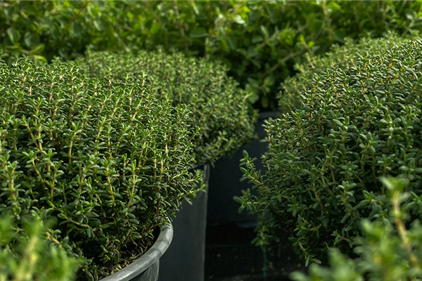 Komm zu unseren - Kräuterwochen