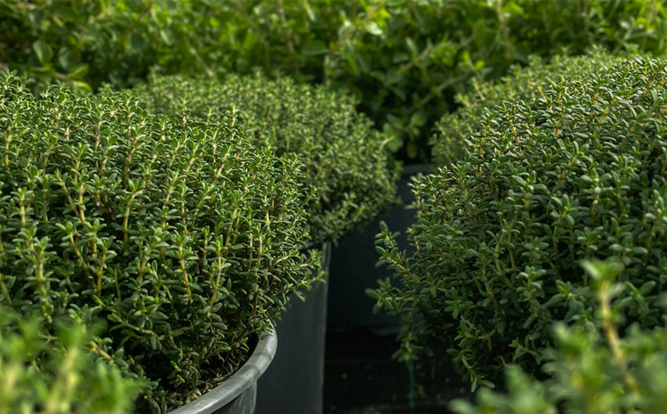 Komm zu unseren - Kräuterwochen