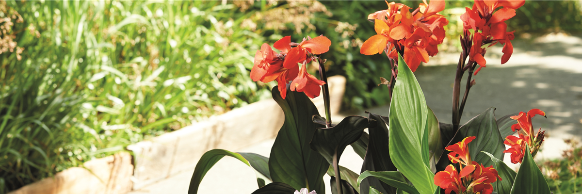 SO SCHöN BLüHT ES IM BEET! 