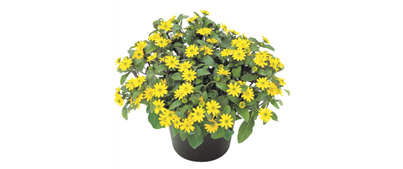 URLAUB AUF DEM BALKON! 