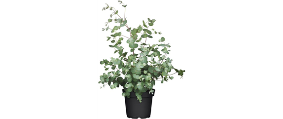 URLAUBSGEFÜHLE ZUHAUSE! 