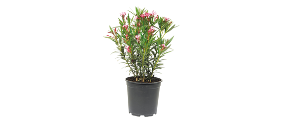 URLAUBSGEFÜHLE ZUHAUSE! 