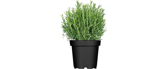 URLAUBSGEFÜHLE ZUHAUSE! 