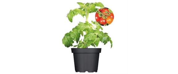 URLAUBSGEFÜHLE ZUHAUSE! 