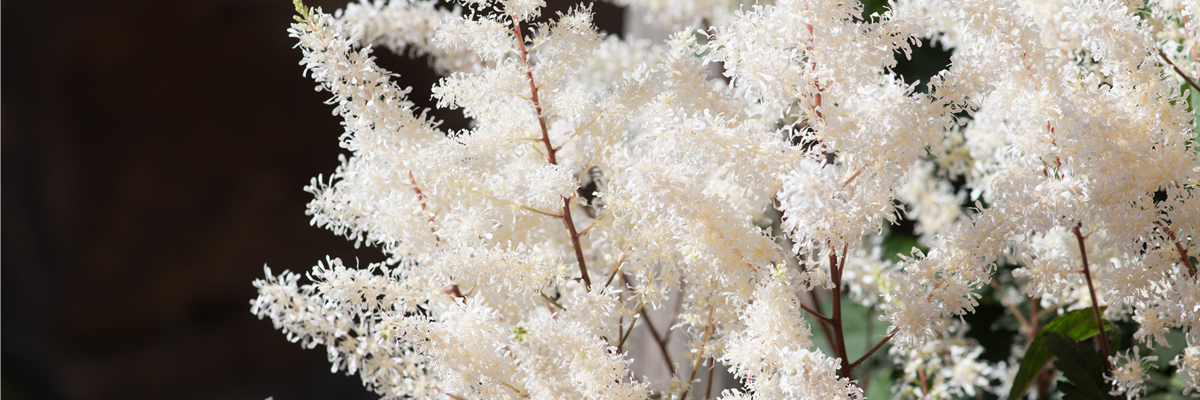 PFLANZE DER WOCHE: ASTILBE