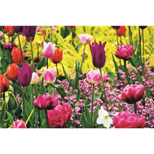 FRüHLING BEGINNT IM HERBST!