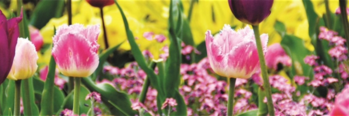 FRüHLING BEGINNT IM HERBST!