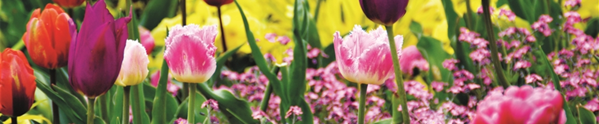 FRüHLING BEGINNT IM HERBST!