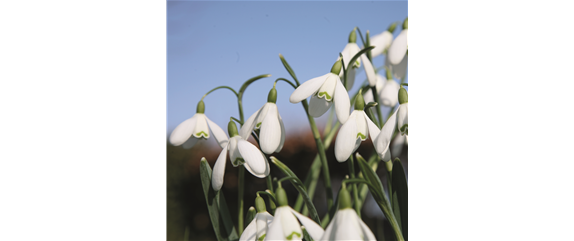 FRüHLING BEGINNT IM HERBST!