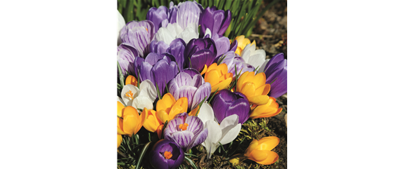 FRüHLING BEGINNT IM HERBST!