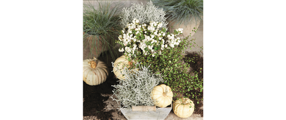 BUNTE HERBSTFREUDE!