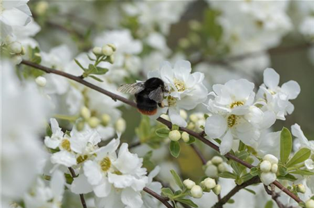 TOP 5 INSEKTENFREUNDLICHE PFLANZEN!