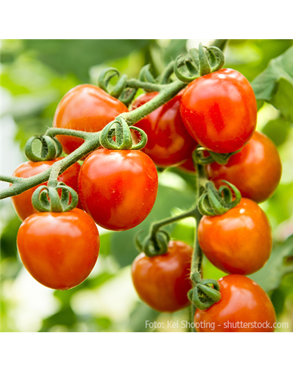 WIE GEHT... TOMATEN PFLEGEN?