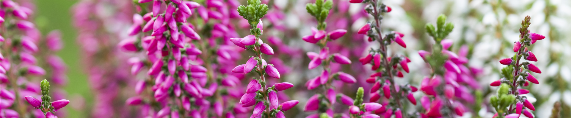 Calluna vulgaris 'Beauty Ladies'® Trio