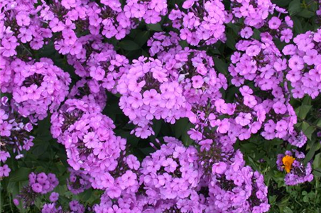 Polsterphlox