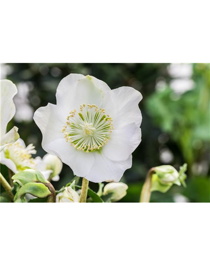 ZAUBERHAFTE CHRISTROSEN