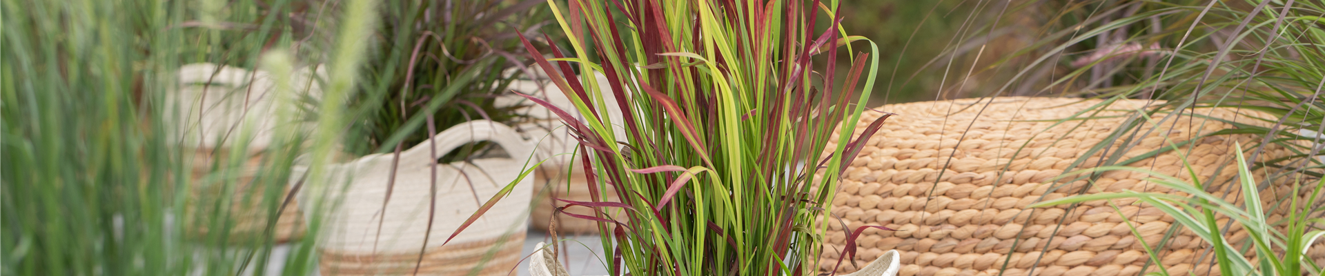 Imperata cylindrica 'Red Baron'