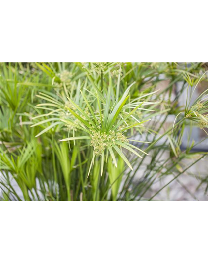 Haustierfreundliche Pflanzen.