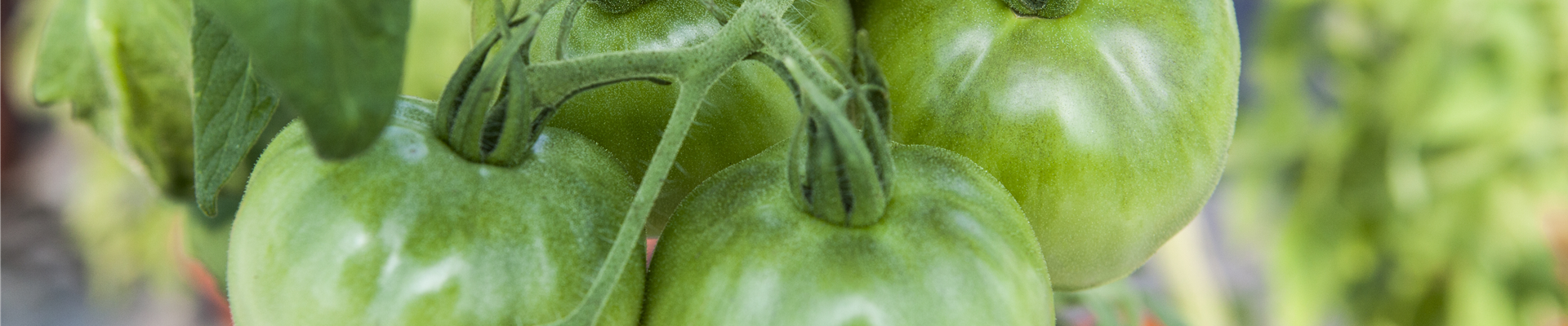 Solanum lycopersicum 'Montfavet'