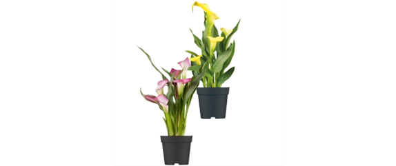 10 IDEEN ZUM VALENTINSTAG