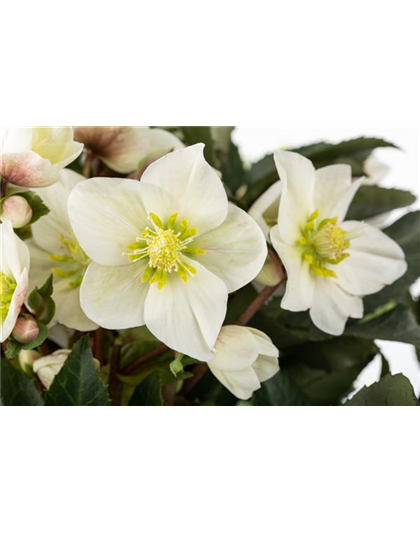 WEISSE WINTER-SCHöNHEITEN