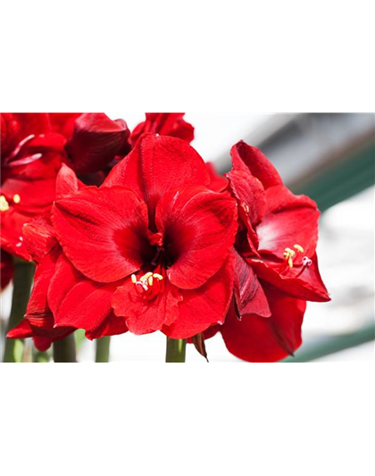 AMARYLLIS