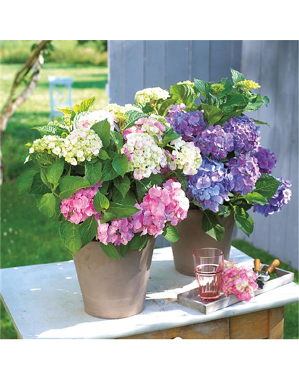 BLüHENDE HORTENSIEN!