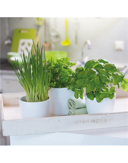 WIE GEHT... KüCHENKRäUTER