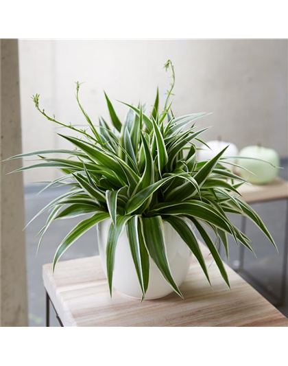 WIE GEHT... LUFTVERBESSERUNG?