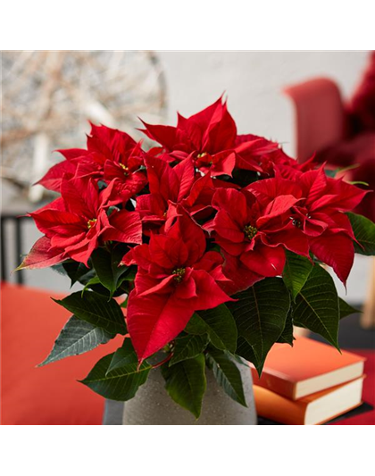 WIE GEHT... WEIHNACHTSSTERN PFLEGEN?