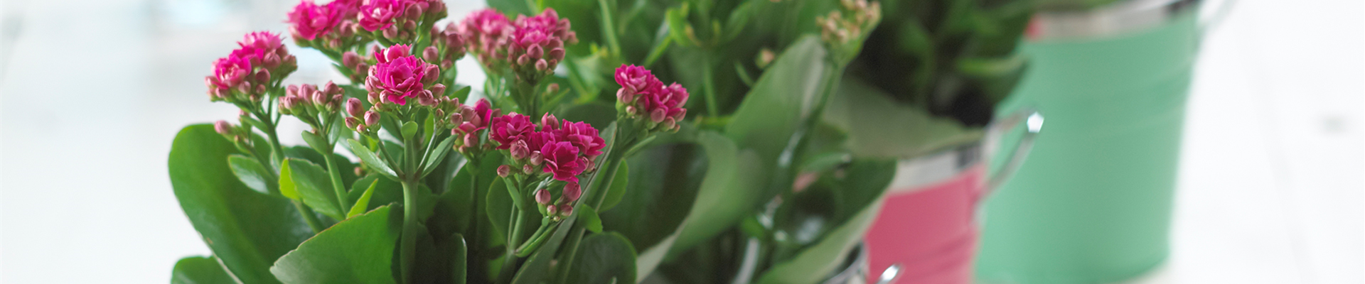 FLAMMENDES KäTHCHEN