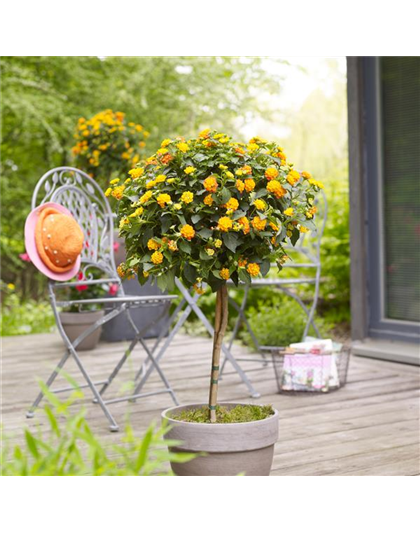 WIE GEHT... KüBEL BEPFLANZEN?