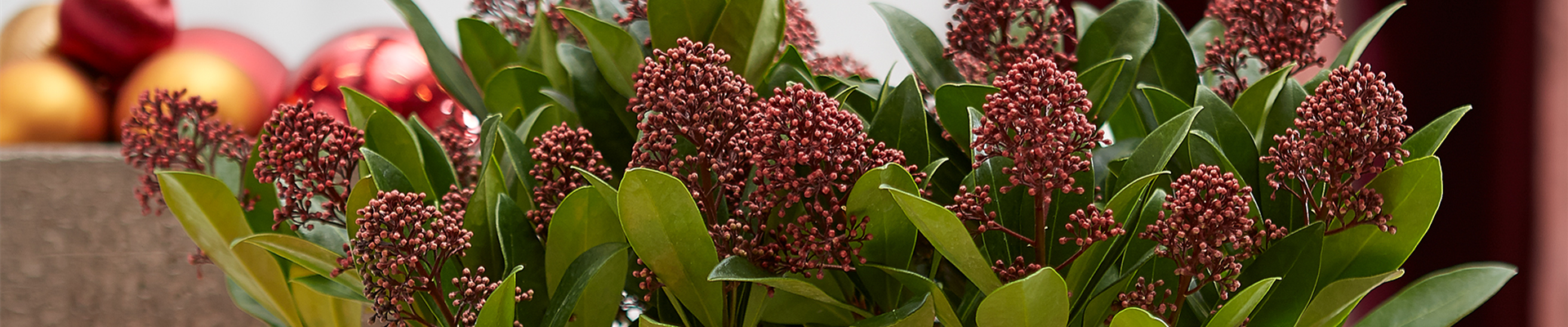 PFLANZE DES MONATS NOVEMBER: SKIMMIE