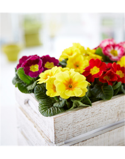 APRIL, APRIL – DER MACHT WAS ER WILL!