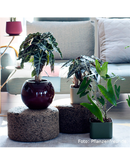 IN DIE TöPFE, FERTIG, LOS!