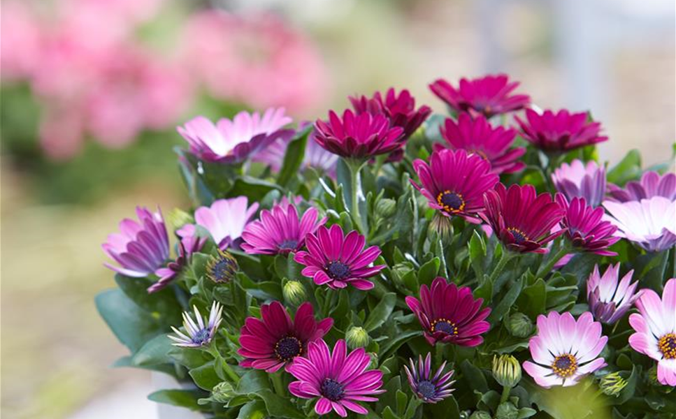 Draußen Stilvoll gestalten