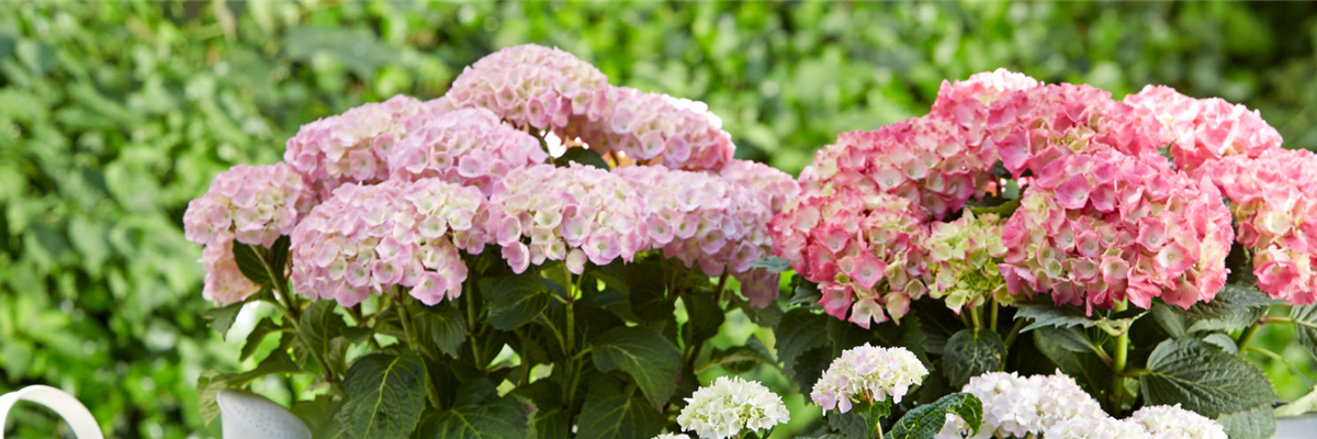 HORTENSIENPRACHT LEICHT GEMACHT!