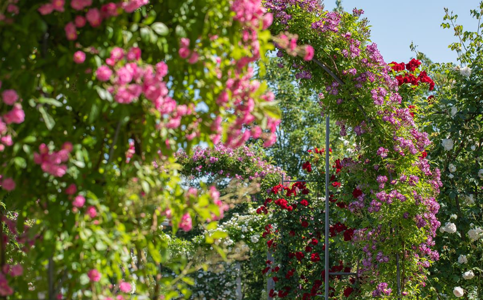 Kletterpflanzen - Hoch hinaus
