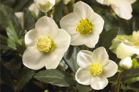 SCHöNE CHRISTROSEN!