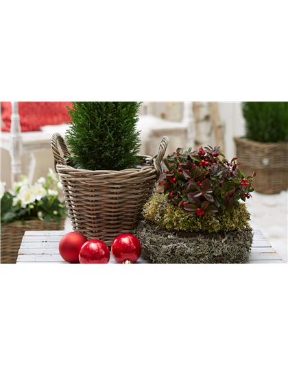 IMMERGRüNE OUTDOORSTARS