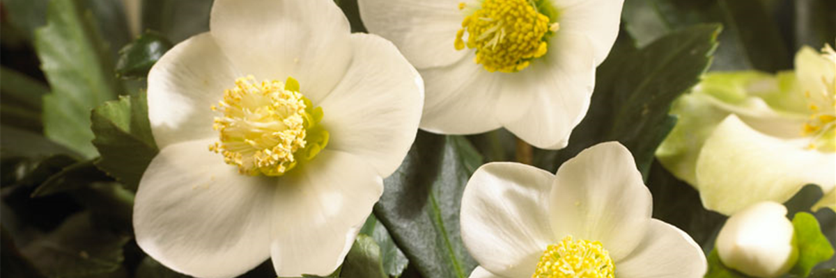 BONJOUR TRISTESSE? WILLKOMMEN WINTER!