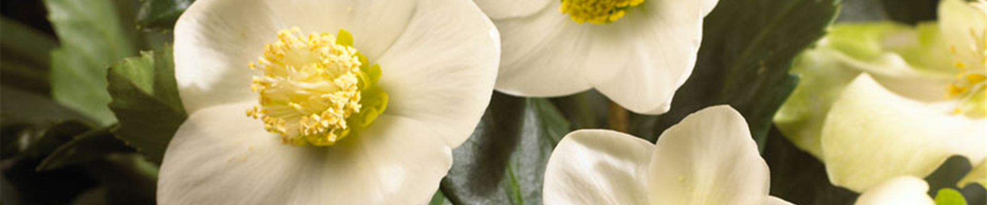 BONJOUR TRISTESSE? WILLKOMMEN WINTER!