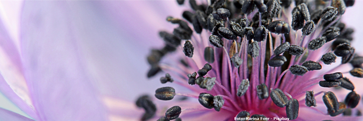 Tulpe