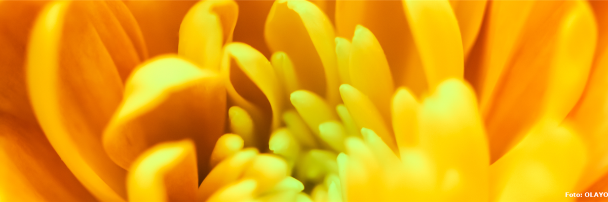 Chrysantheme